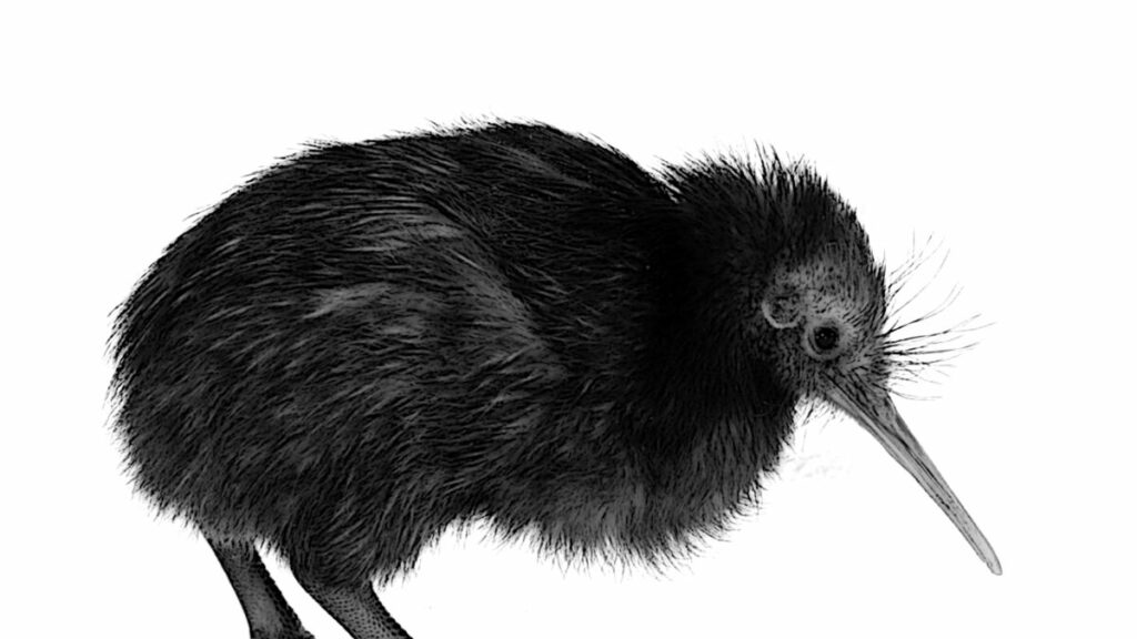 kiwi